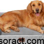 Top 10 Best Amazon Dog Beds for Medium and Large Breeds in 2024