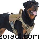 Best No-Pull Dog Harness for Small Dogs and Amazon Recommendations