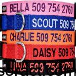 Best Dog Collars with Name Plates and Trackers for Large Breeds in 2025